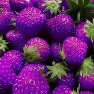 Purple Strawberry Fruit Seeds for Planting – Heirloom Non-GMO High Germination Organic Garden Seeds