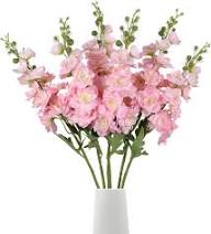 White Pink Snapdragon Flower Seeds Heirloom Non-GMO High Germination Organic Garden Seeds for Planting