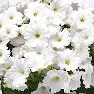 Doppelte weiße Petunien-Blumensamen, alte Sorte, gentechnikfrei, hohe Keimfähigkeit, Bio-Gartensamen zum Pflanzen