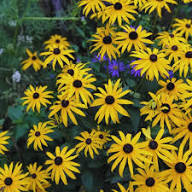 Rudbeckia Fulgida Flower Seeds for Planting – Heirloom, Non-GMO, High Germination Organic Garden Seeds