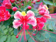 Pinke Poinciana Blumensamen – Alte Sorte, gentechnikfrei, hohe Keimfähigkeit, Bio-Gartensamen zum Pflanzen