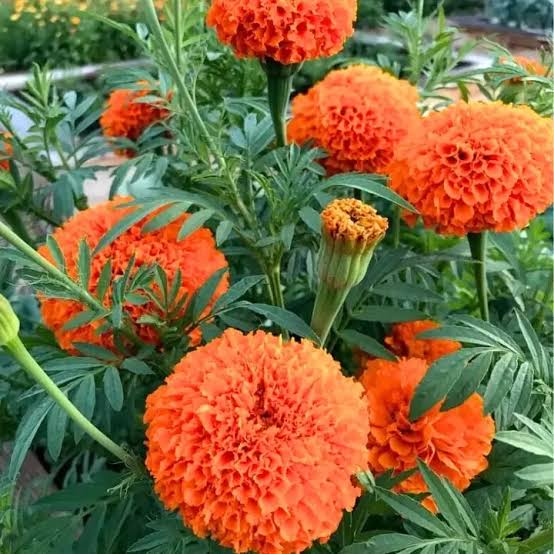 Orange Giant Hawaii Marigold flower seeds for planting – heirloom non-GMO garden seeds with large vibrant orange blooms for home gardens