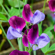 Lathyrus Flower Seeds Purple Maroon Heirloom Non-GMO High Germination Organic Garden Seeds for Planting