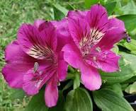 Pink Alstroemeria Flower Seeds for Planting – Heirloom, Non-GMO, High Germination Organic Garden Seeds