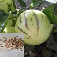 Red Organic Ginseng Melon Seeds Heirloom Non-GMO High Germination Organic Garden Seeds for Planting