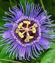 Violet Passion Edulis Flower Seeds – Heirloom Non-GMO High Germination Organic Garden Seeds