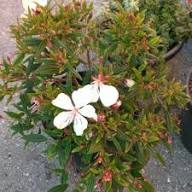 White Vitifolium Flower Seeds Heirloom Non-GMO High Germination Organic Garden Seeds