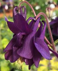 Semillas de aguileña morado oscuro – de herencia, no transgénicas, de alta germinación