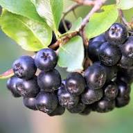 Aronia Melanocarpa Fruit Seeds for Planting Heirloom Non-GMO High Germination Organic Garden Seeds