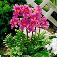 Pink Incarvillea Flower Seeds – Seeds for Planting, Heirloom, Non-GMO, High Germination Organic Garden Seeds