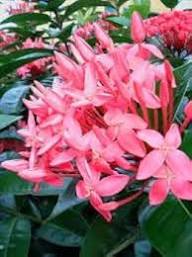 Pink Sophora Flower Seeds for Planting – Heirloom, Non-GMO, High Germination Organic Garden Seeds