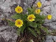 Yellow Geum Reptans Flower Seeds – Heirloom, Non-GMO, High Germination Seeds