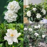 White Gardenia Jasminoides Flower Seeds Heirloom Non-GMO High Germination Organic Garden Seeds for Planting