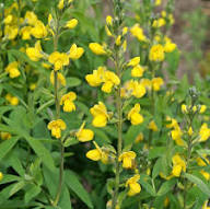 Yellow Thermopsis Flower Seeds Heirloom Non-GMO High Germination Organic Garden Seeds