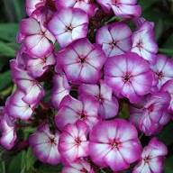 Purple Phlox Flower Seeds Heirloom Non-GMO High Germination Organic Garden Seeds for Planting