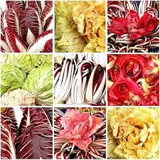 Mixed Radicchio Seeds – Heirloom, Non-GMO, High Germination Organic Garden Seeds Planting