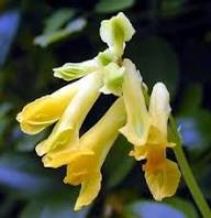 Corydalis Lutea Flower Seeds Yellow – Heirloom, Non-GMO, High Germination Organic Garden Seeds