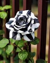 Black White Rose Flower Seeds for Planting – Heirloom Non-GMO High Germination Organic Garden Seeds
