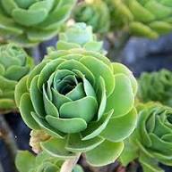 Greenovia Flower Seeds – Heirloom, Non-GMO, High Germination Seeds for Planting