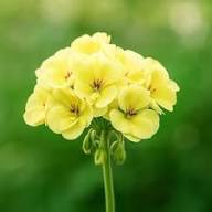 Yellow Bonsai Geranium Flower Seeds Heirloom Non-GMO High Germination Organic Garden Seeds