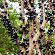 Mixed Jaboticaba Seeds – Heirloom, Non-GMO, High Germination Organic Garden Seeds for Planting