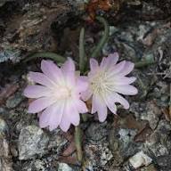 Rediviva Flower Seeds for Planting – Heirloom Non-GMO High Germination Organic Garden Seeds