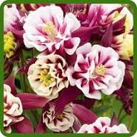 White Red Aquilegia Flower Seeds for Planting Heirloom Non-GMO High Germination Organic Garden Seeds