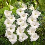 Semillas de flor de gladiolo tristis blanco verde para plantar, reliquia, no transgénicas, alta germinación, semillas de jardín orgánicas