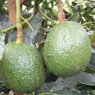 Carmen Hass Avocado Seeds for Planting – Heirloom Non-GMO High Germination Organic Garden Seeds