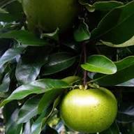 Green Diospyros Digyna Seeds Heirloom Non-GMO High Germination Organic Garden Seeds for Planting