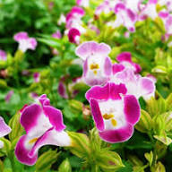 Torenia Flower Seeds – Heirloom, Non-GMO, High Germination Organic Seeds