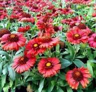 Red Aristata Grandiflora Flower Seeds – Heirloom Non-GMO High Germination Organic Garden Seeds for Planting