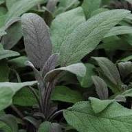 Purple Green Sage Plant Seeds Heirloom Non-GMO High Germination Organic Garden Seeds for Planting