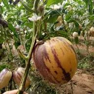 Mixed Ginseng Melon Seeds – Heirloom, Non-GMO, High Germination Organic Garden