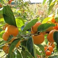 Mixed Organic Persimmon Seeds – Heirloom, Non-GMO, High Germination Organic Garden Seeds for Planting