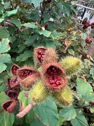 Mixed Achiote Seeds – Heirloom, Non-GMO, High Germination Organic Garden Seeds for Planting