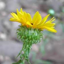 Yellow Grindelia Flower Seeds – Heirloom, Non-GMO, High Germination Seeds