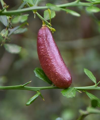 Finger Lime Planting Citrus Australasica Urban Garden Edible Landscape Flower Seeds Home