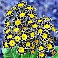 Black Primula Flower Seeds for Planting – Heirloom Non-GMO High Germination Organic Garden Seeds