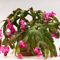 Zygocactus Schlumbergera Flower Seeds – Heirloom Non-GMO High Germination Organic Garden Seeds