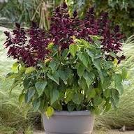 Purple Salvia Flower Seeds Heirloom Non-GMO High Germination Organic Garden Seeds for Planting