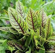 Green Red Sorrel Seeds for Planting – Heirloom, Non-GMO, High Germination Organic Garden Seeds