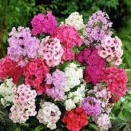 Phlox Flower Seeds Mixed – Heirloom, Non-GMO, High Germination Organic Garden Seeds for Planting