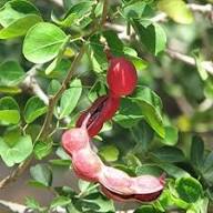Red Guamuchil Fruit Seeds for Planting – Heirloom Non-GMO High Germination Organic Garden Seeds for Sweet Manila Tamarind Seeds for Planting