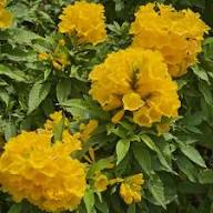 Yellow Tecoma Stans Flower Seeds Heirloom Non-GMO High Germination Seeds for Planting