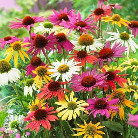 Mixed Echinacea flower seeds for planting, heirloom non-GMO garden seeds growing colorful pollinator-friendly flowers at home naturally