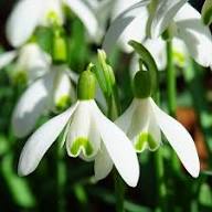 White Galantus Flower Seeds – Heirloom, Non-GMO, High Germination Organic Garden Seeds for Planting