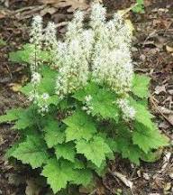 Tiarella Cordifolia Flower Seeds Heirloom Non-GMO High Germination Organic Garden Seeds