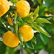Green Yellow Bergamot Seeds Heirloom Non-GMO High Germination Organic Garden Seeds for Planting