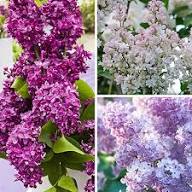 Lilac Flower Seeds Purple Heirloom Non-GMO High Germination Organic Garden Seeds for Planting